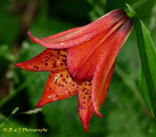 {Lilium grayi}